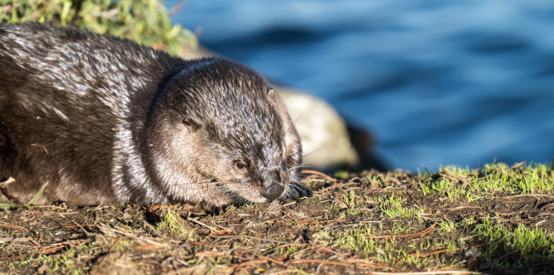 otter recording time limit