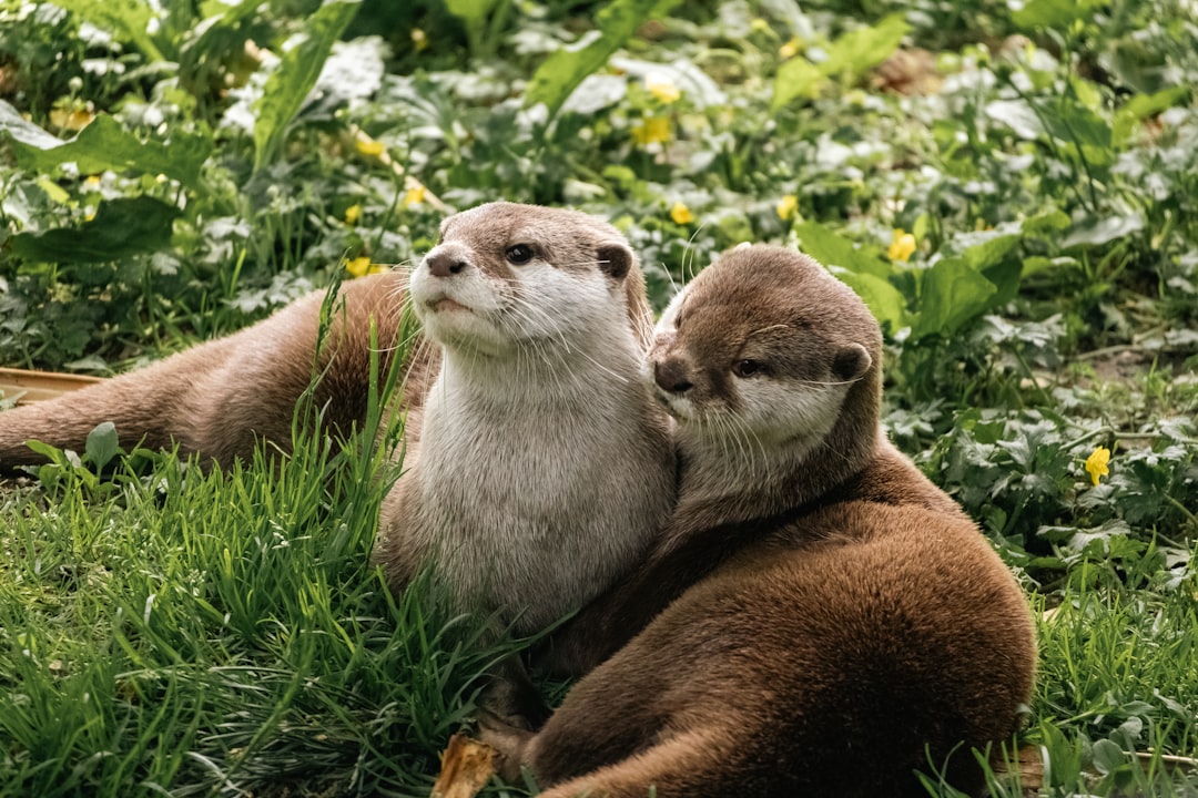 otter ai free plan limit