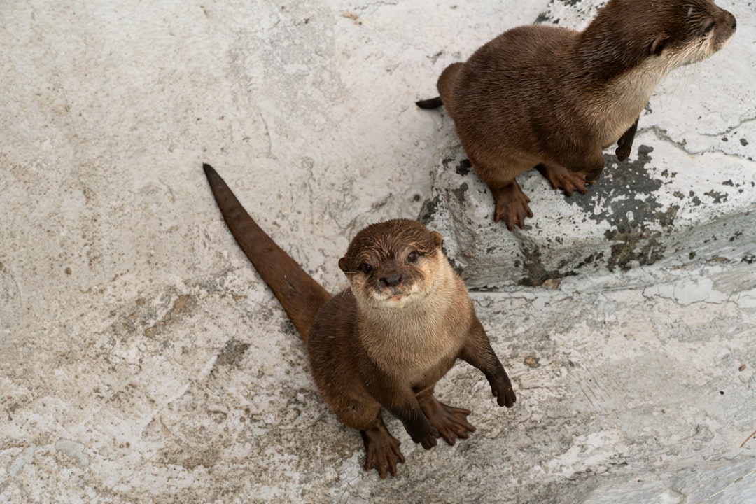 otter tldv comparison tools