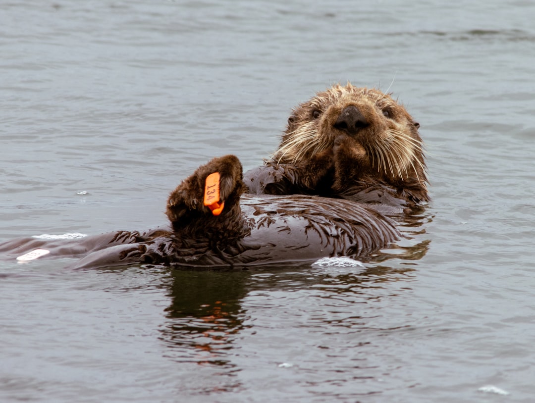 otter zoom integration setup