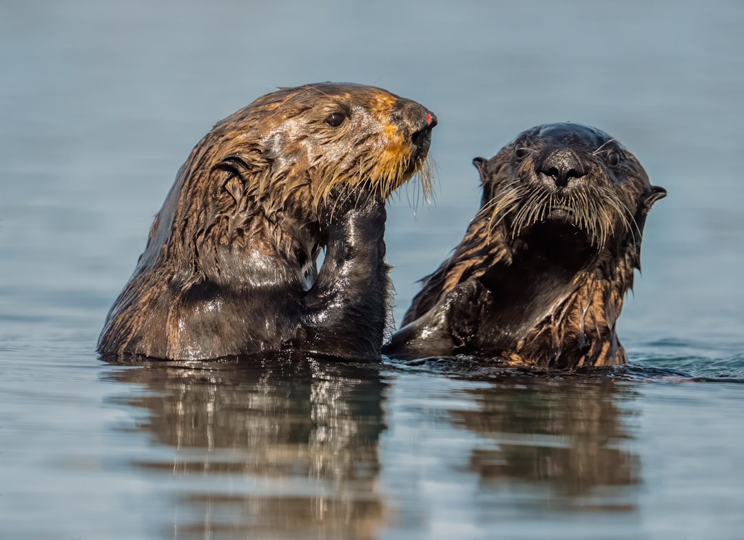 otter zoom meeting result